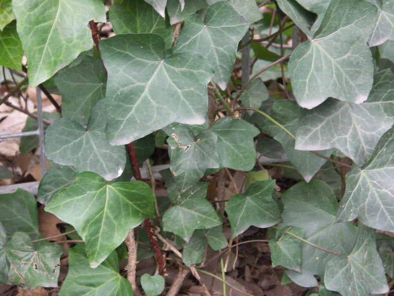 HEDERA HELIX G1
