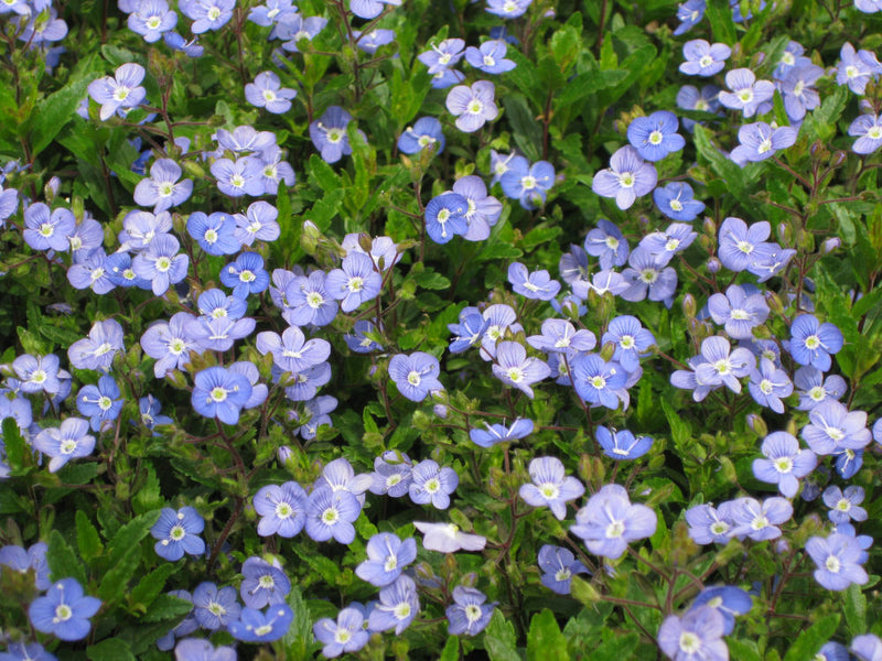 VERONICA PEDUN. 'GEORGIA BLUE' 19CM