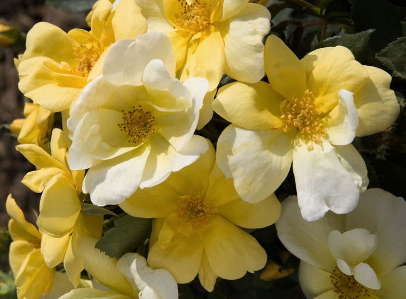 ROSE K.O. 'SUNNY KNOCKOUT' 19CM