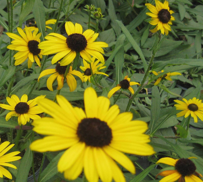 RUDBECKIA FULGIDA 'LITTLE SUZY' 19CM