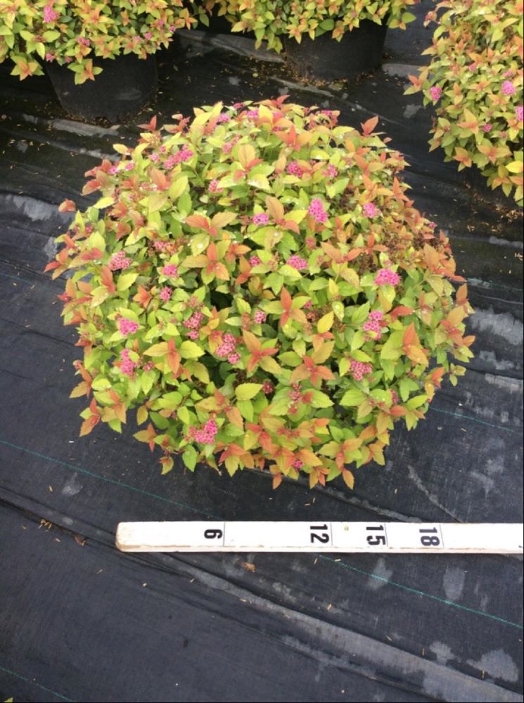 SPIRAEA JAP. 'MAGIC CARPET' G3 15"