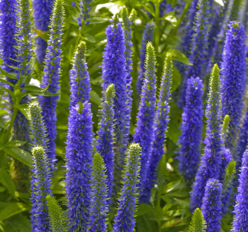 VERONICA 'ROYAL CANDLES' 19CM