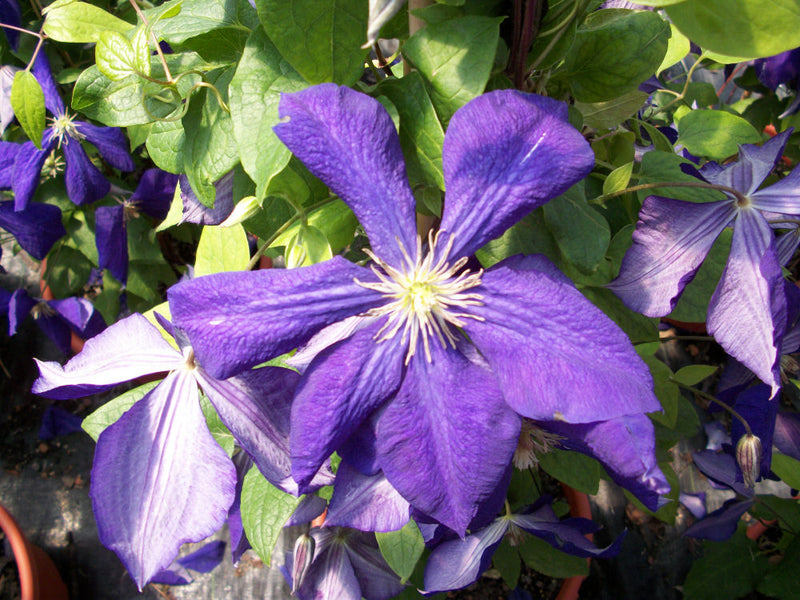 CLEMATIS 'JACKMANII' 19CM STK