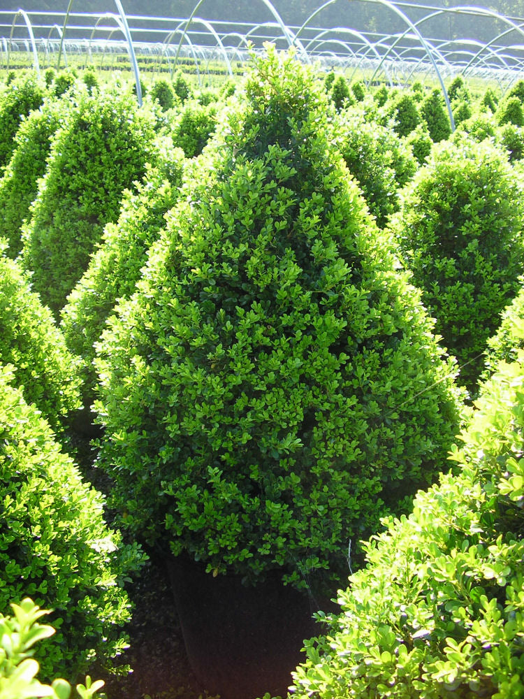 BUXUS 'CRANBERRY CREEK' G3 18" PYR PTW
