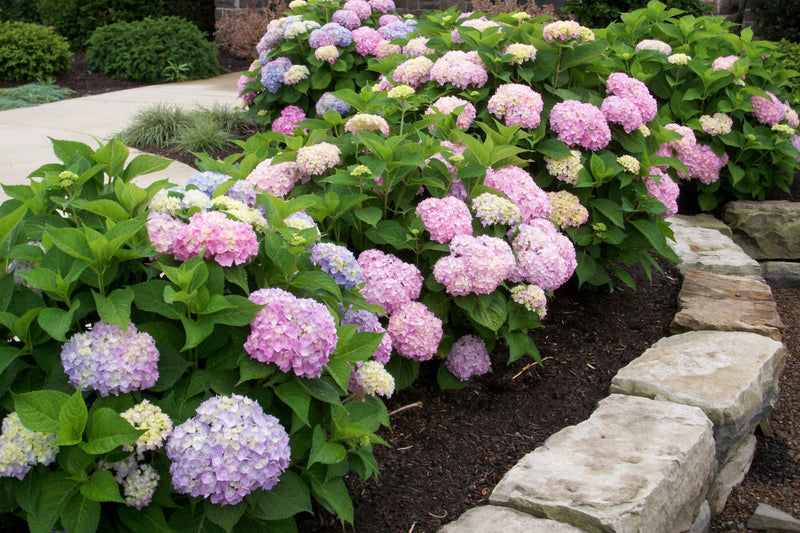 HYDRANGEA M. 'ENDLESS SUMMER'® G3