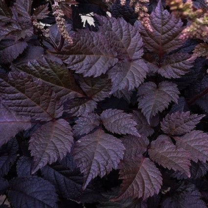 ASTILBE 'CHOCOLATE SHOGUN' 19CM PTW