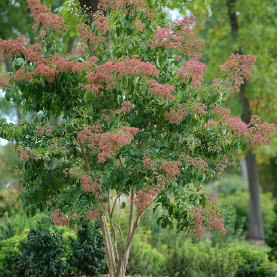 HEPTACODIUM 'TEMPLE OF BLOOM'® G3 PW