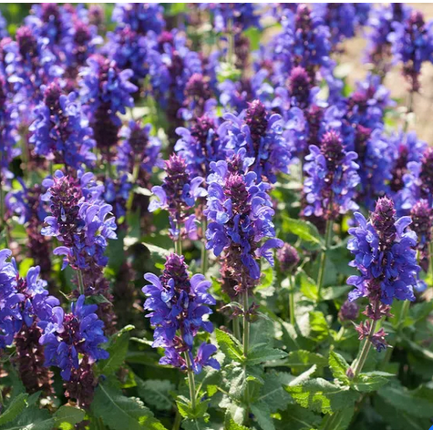 SALVIA NEMEROSA 'BLUE MARVEL' 19CM PTW