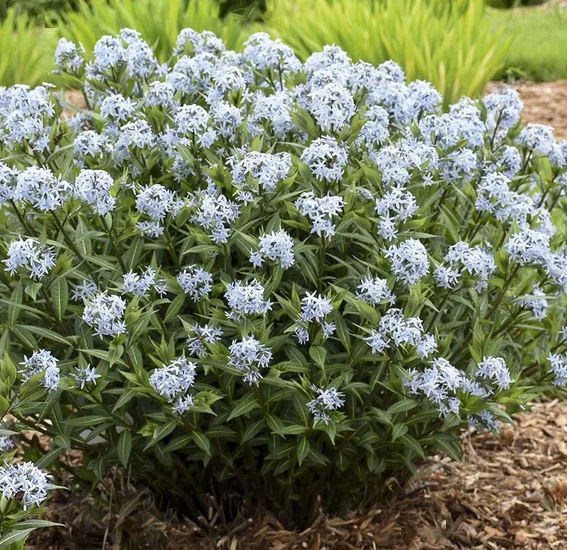 AMSONIA 'STARSTRUCK' 19CM PTW