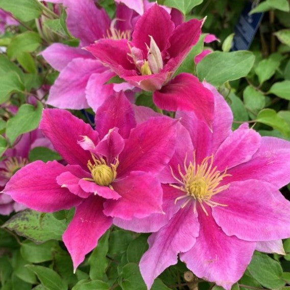 CLEMATIS 'VICKI' 19CM RE