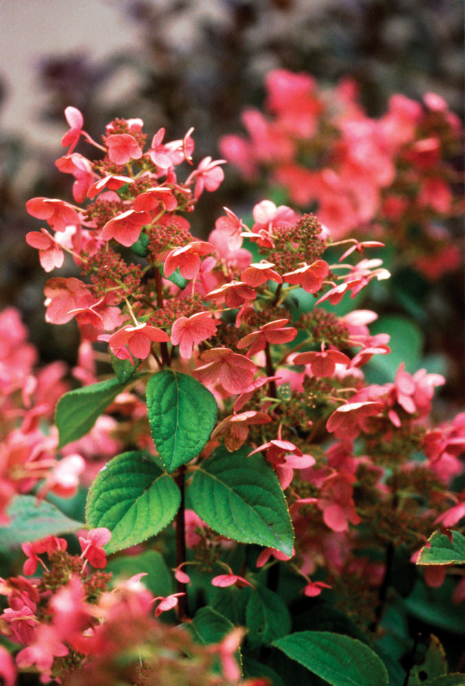 HYDRANGEA P 'QUICK FIRE'® G1 24" P-TREE PW