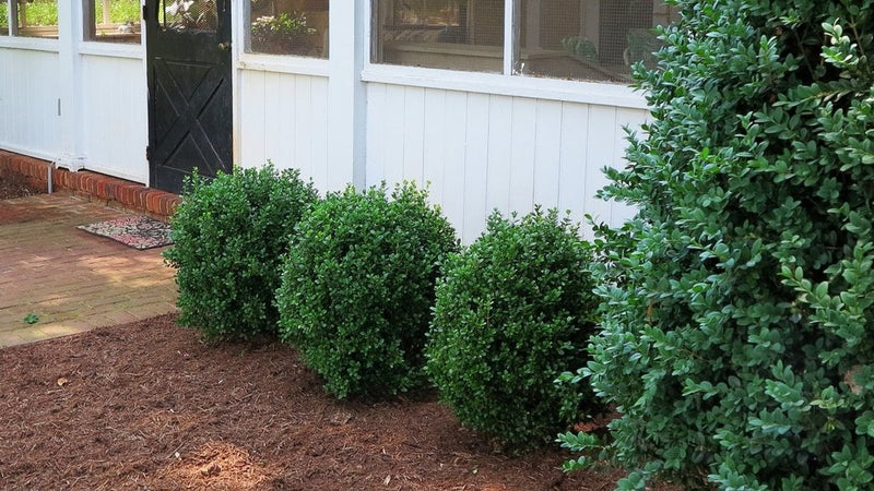 BUXUS NEWGEN FREEDOM G3 NG 15"