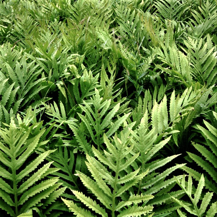 FERN - SENSITIVE G1 AB