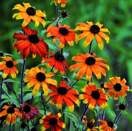 RUDBECKIA T. PRAIRIE GLOW G1 AB