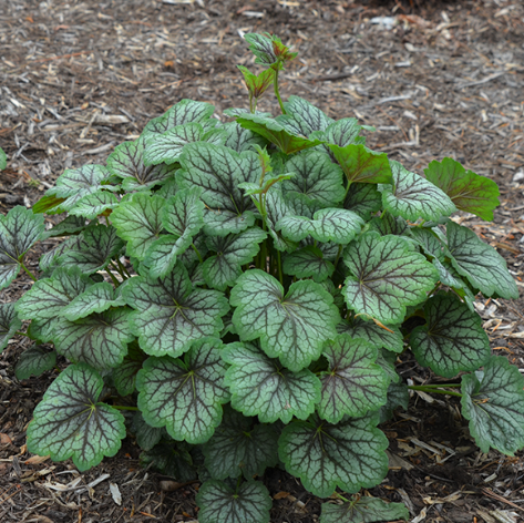 HEUCHERA A. GREEN SPICE 19CM AB