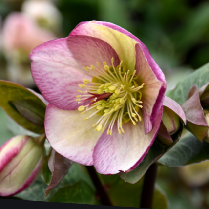 HELLEBORUS FROSTKISS 'GLENDA'S GLOSS' 19CM PTW