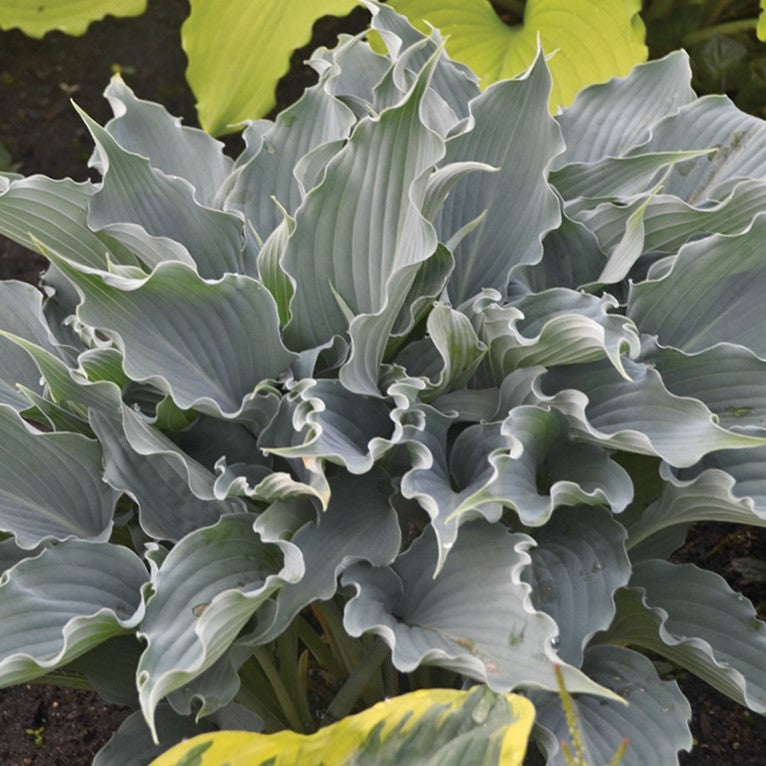 HOSTA SHADOWLAND 'WATERSLIDE' 19CM PW
