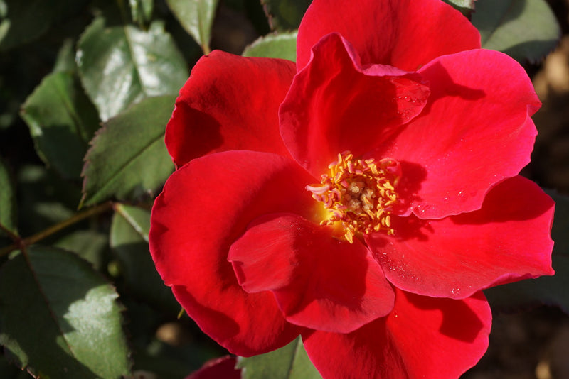 ROSE 'MIRACLE ON THE HUDSON' G3 PTW