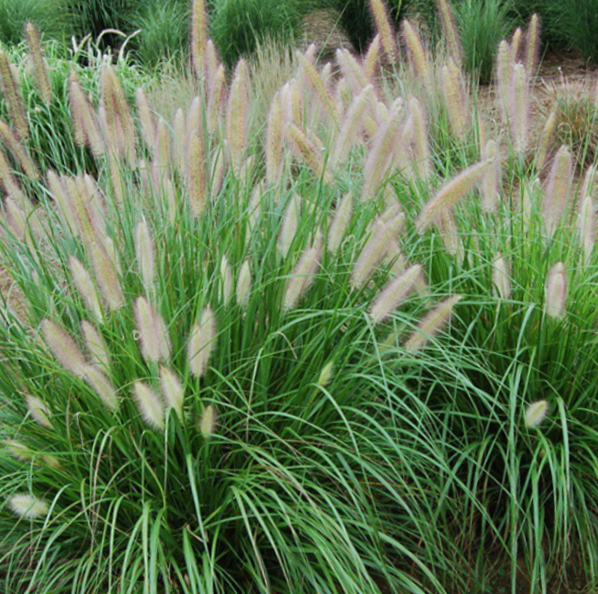 GRASS - PE. AL. 'ETOUFFEE' G2 WF