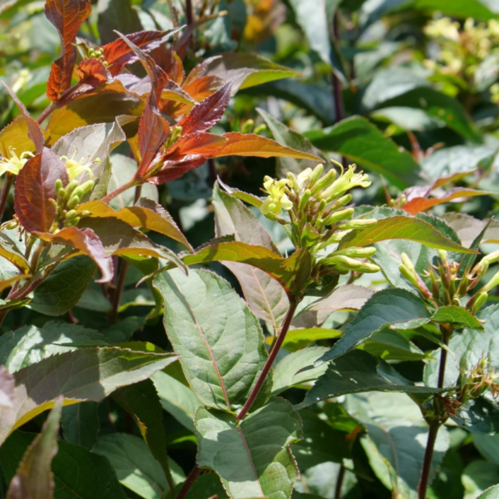 DIERVILLA LONICERA 'RU-BEE WREN' G3 AB
