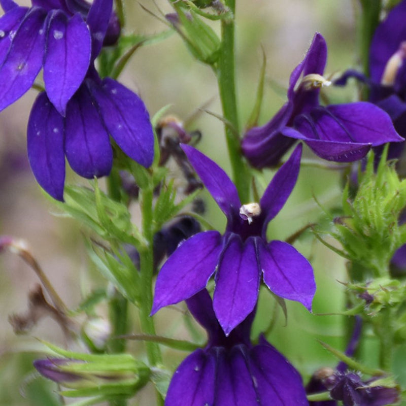 LOBELIA STARSHIP BLUE 19CM PTW