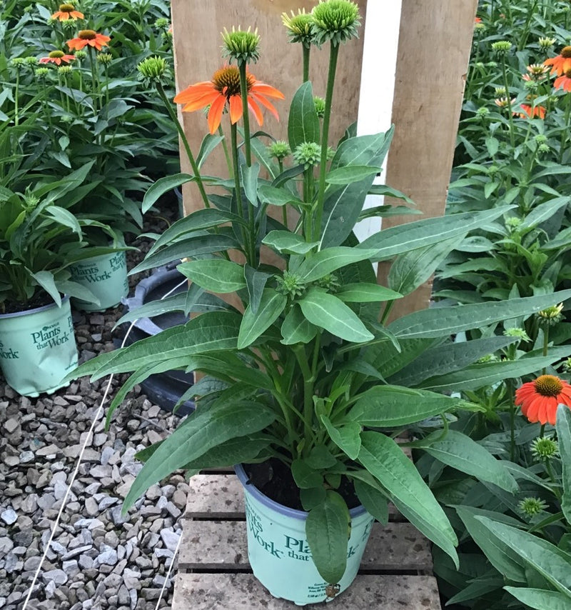 ECHINACEA 'ARTISAN SOFT ORANGE' 17CM PTW