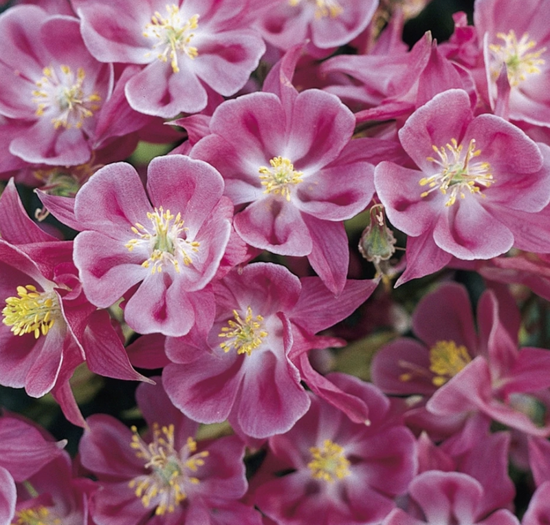 AQUILEGIA 'WINKY ROSE-ROSE' 19CM