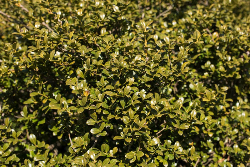 ILEX C. WINTERSCAPE CHILLY WILLY G3 15" PTW