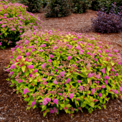 SPIRAEA JAP. RAINBOW FIZZ G2 BE