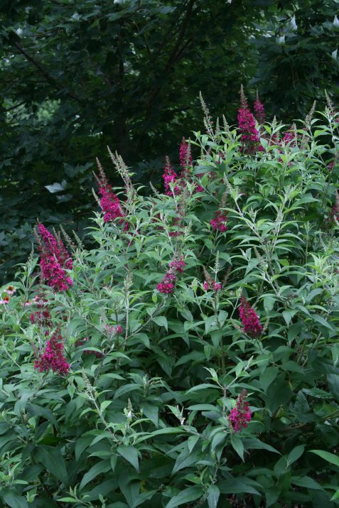 BUDDLEIA FUNKY FUCHSIA™ G2 FE