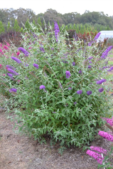 BUDDLEIA PSYCHEDELIC SKY™ G2 FE