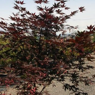 ACER PA. 'SAMURAI SWORD'™ G3 PW