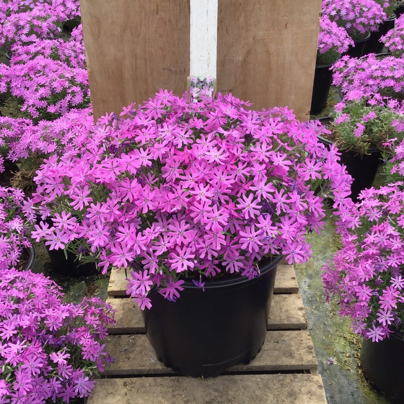 PHLOX SUB. 'BEDAZZLED PINK' 19CM