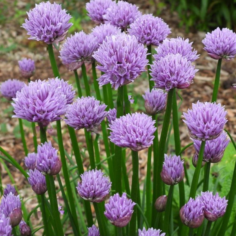 ALLIUM CHIVETTE 19CM PTW