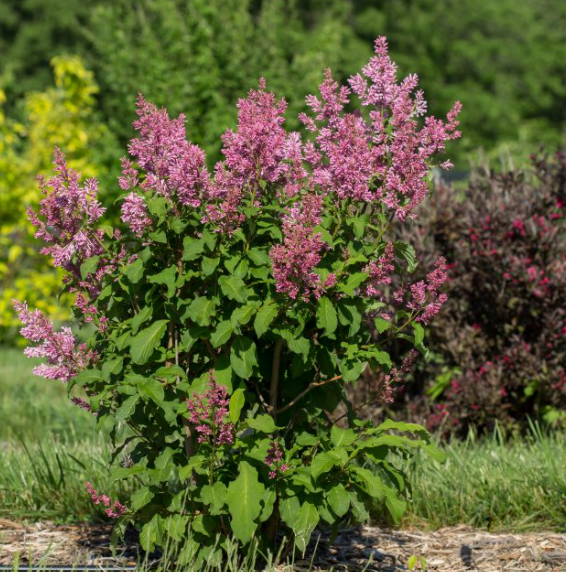 SYRINGA X LITTLE LADY™ G3 FE