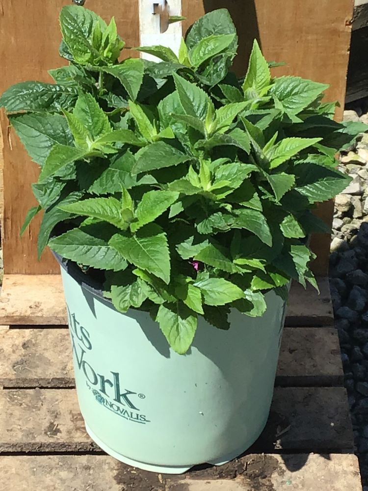 MONARDA 'POCAHONTAS PINK' 19CM PTW