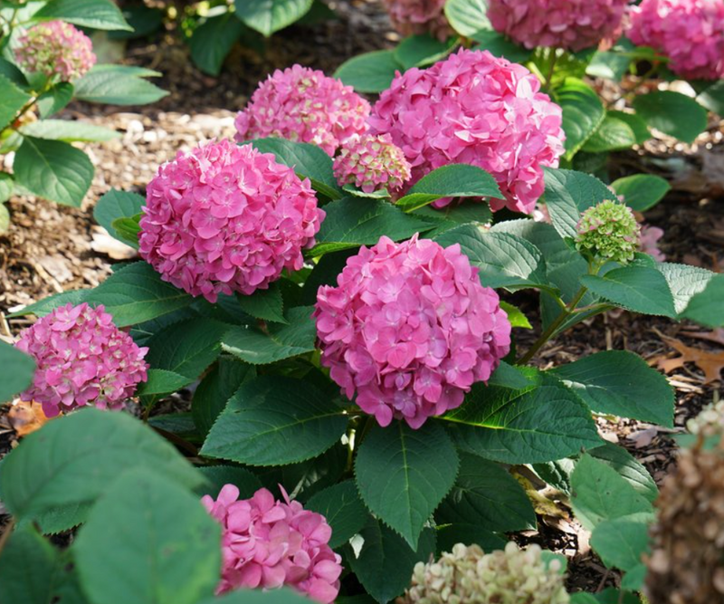 HYDRANGEA M. LETS DANCE ARRIBA® G3 PW