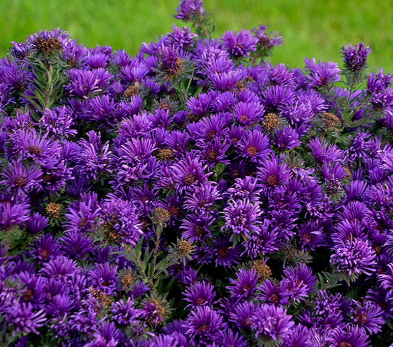 ASTER 'GRAPE CRUSH' G1 PTW