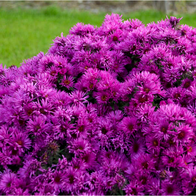 ASTER 'PINK CRUSH' G1 PTW