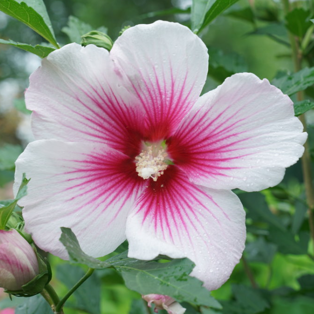 HIBISCUS PARAPLU PINK INK® G3 18" PW