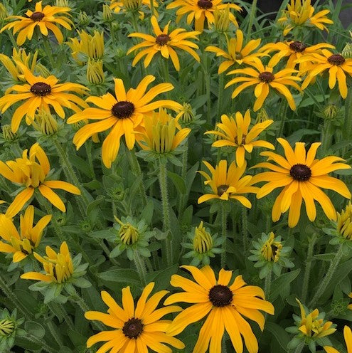 RUDBECKIA X 'GLITTERS LIKE GOLD' 19CM PTW