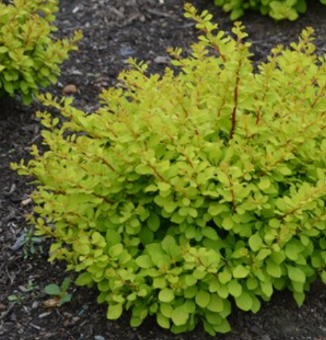 BERBERIS THUN. LEMON GLOW G2 10" WF