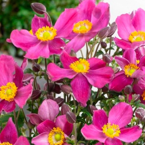 ANEMONE 'FANTASY RED RIDING HOOD' 19CM
