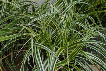 GRASS - CAREX 'FEATHER FALLS' 19CM PTW