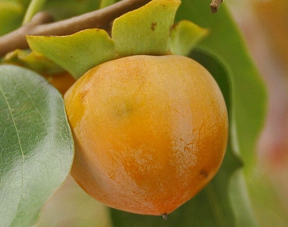DIOSPYROS VIRGINIANA G3 AB