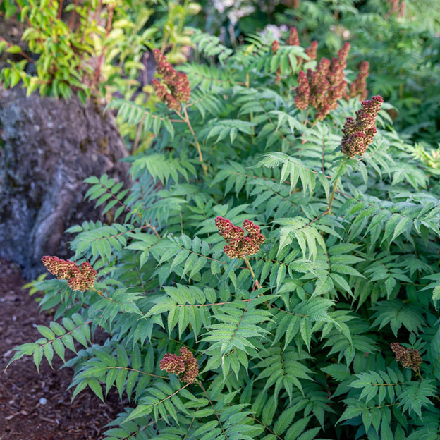 SORBARIA 'CHERRY ON TOP' G2 BE