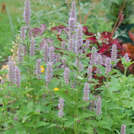 AGASTACHE FOENICULUM G1 AB