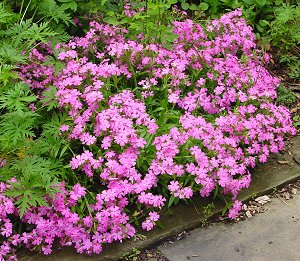 SILENE SHORT AND SWEET G1 AB