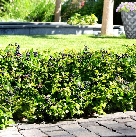 VACCINIUM BERRYBUX 19CM RAZ