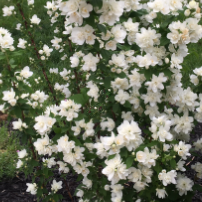 PHIL. PEARLS OF PERFUME G3 PTW